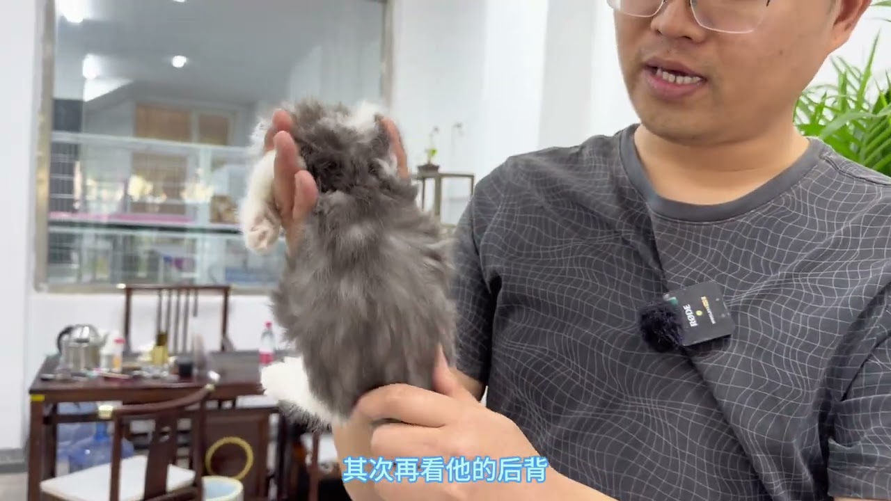 美短起司拿破仑矮脚猫好看的为何价格不菲？就是漂亮好看