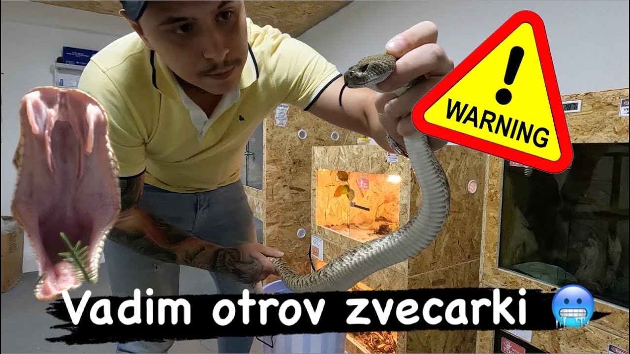 Otrov zmije zvecarke