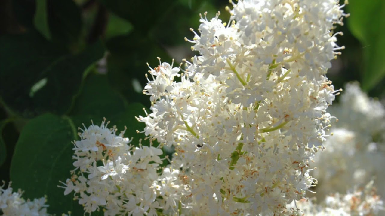 Ivory Silk Lilac Tree