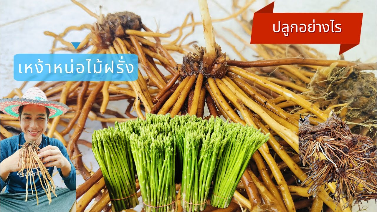 การปลูกหน่อไม้ฝรั่งแบบเหง้าหรือเหง้าหน่อไม้ฝรั่งปลูกอย่างไร