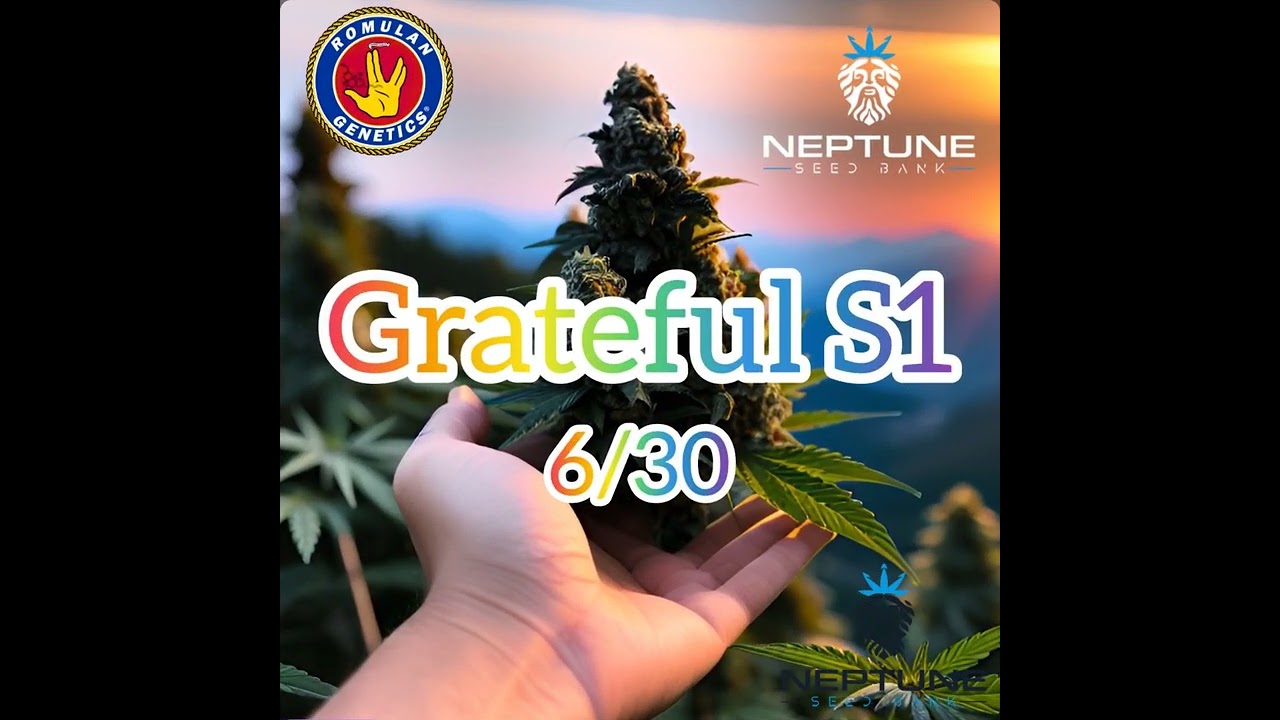 Grateful S1 6/30 @romulangenetics2