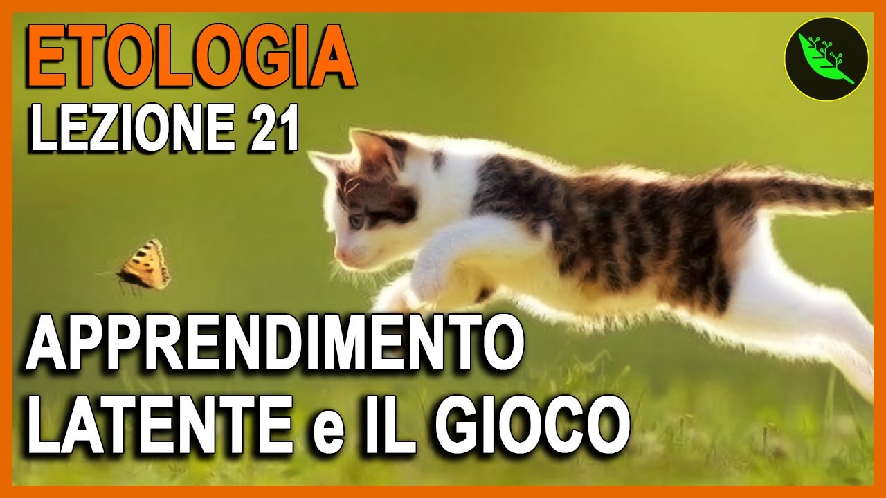 APPRENDIMENTO LATENTE e GIOCO  -Etologia Lezione 21