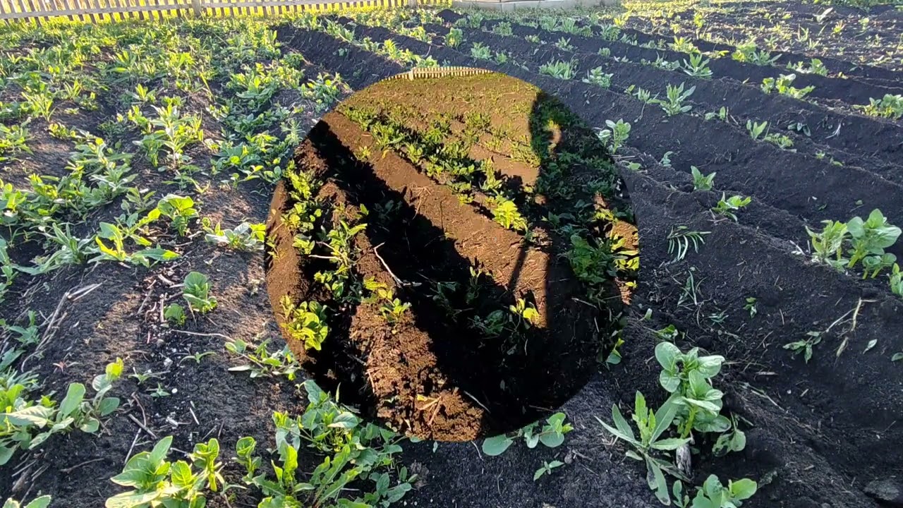 окучивание картофеля . мотоблок на фрезах / dipping potatoes on fritz with a cultivator