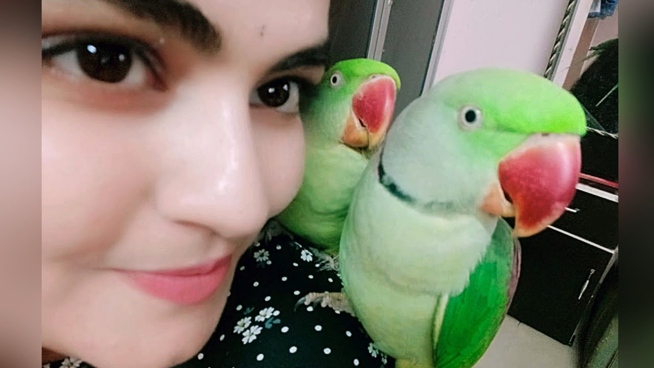 Best talkative parrots in the world🦜😍| Talking Alexandrine parrots #talkingparrots #rjanukriti #love