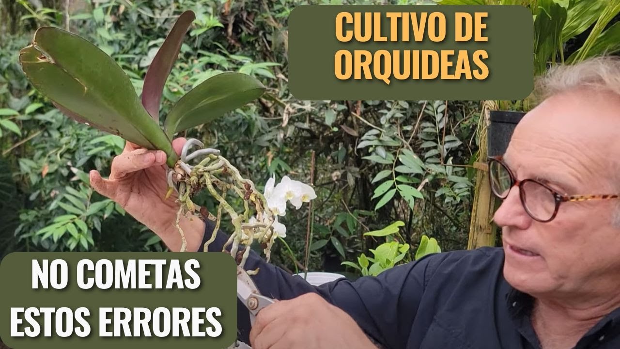 No Cometas Estos Errores con tus Orquídeas