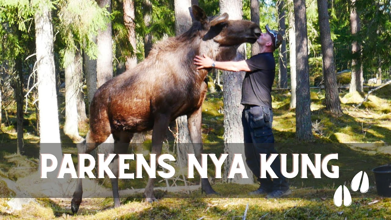 Den viltfödda älgen som hittades vid en vägkant