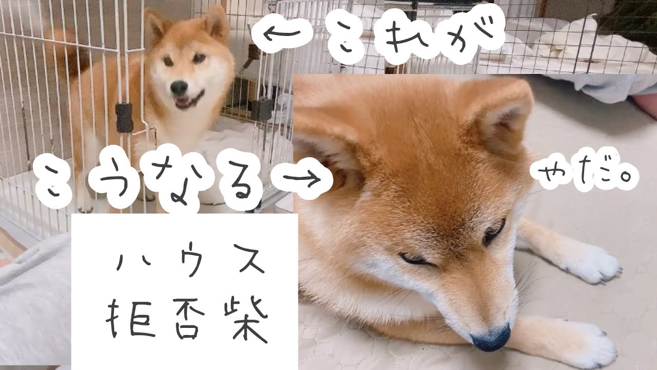 ハウス練習の時は出来るのに本番になると無視する柴犬wwww