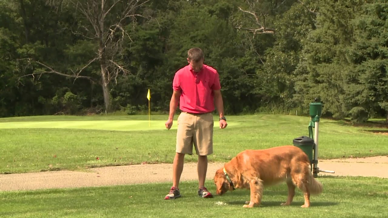 Super Dogs: Molly from The Oaks Golf Course in Springfield, IL