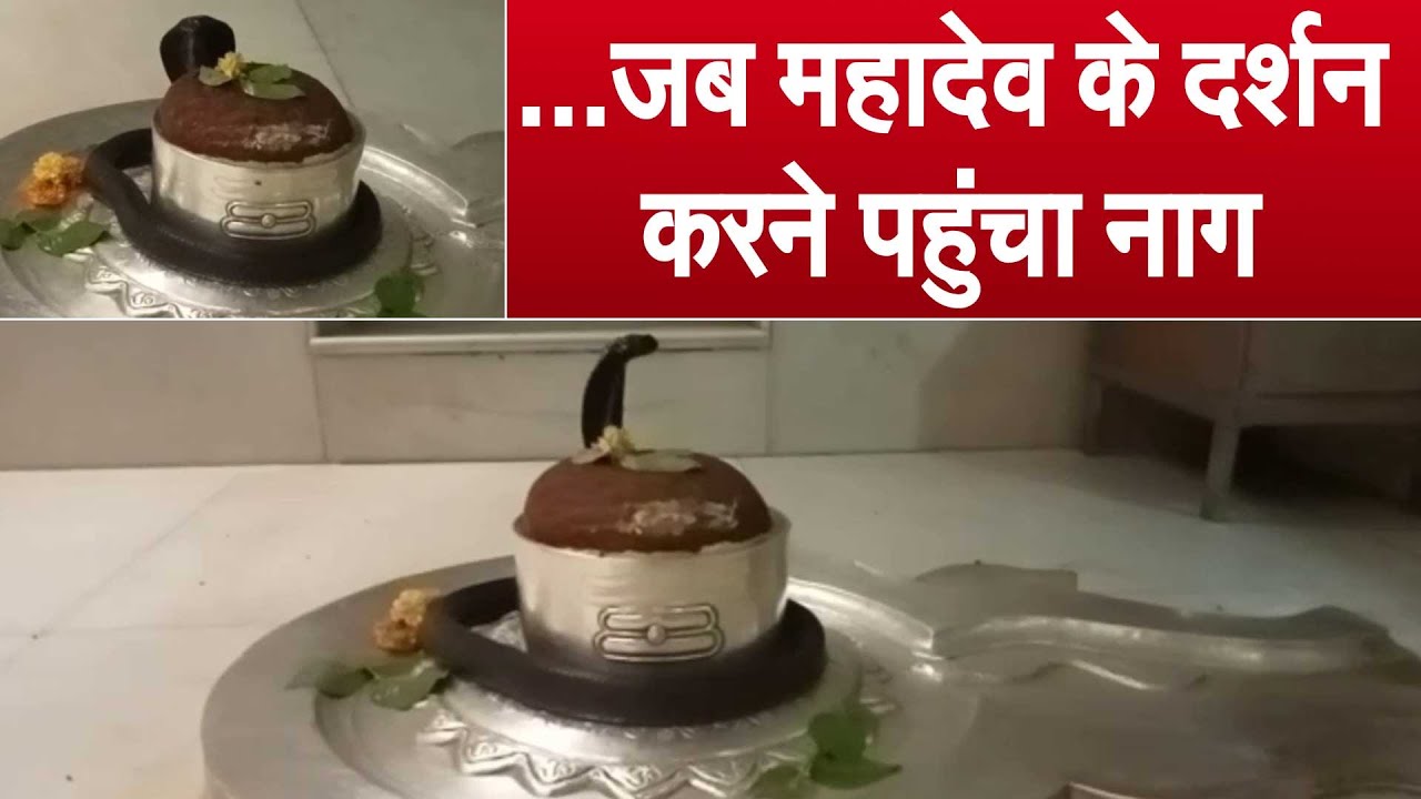 चमत्‍कारः पिहोवा के इस मंदिर में भगवान के दर्शन के लिए पहुंचा नाग, कैमरा में तस्वीरें कैद