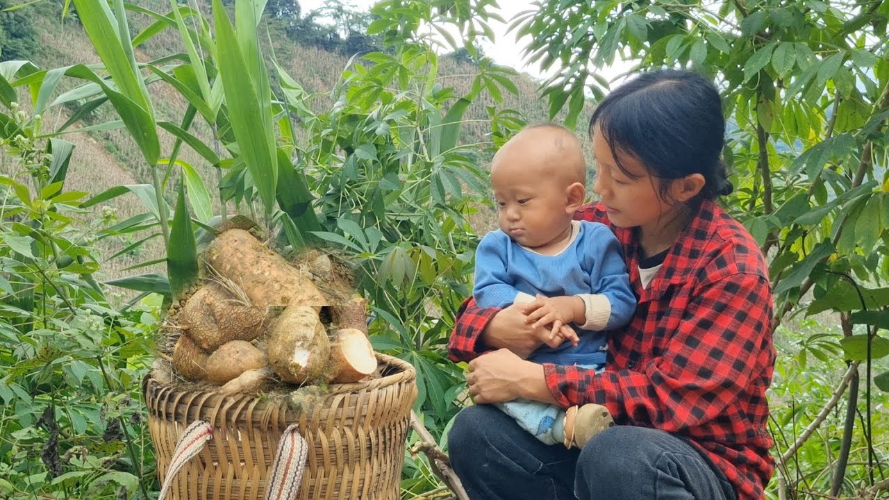 Single mother Tieu Nhu harvests cassava - the happiness of seeing Khoai take his first steps