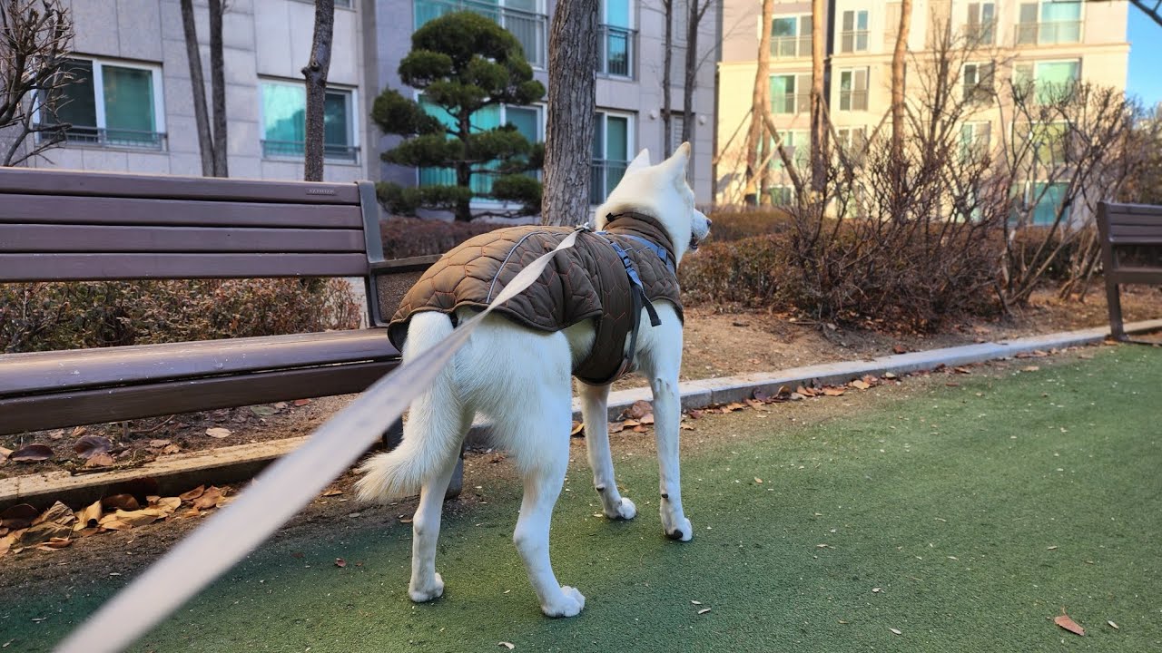 두부(진도개)의 472일차 아침산책 