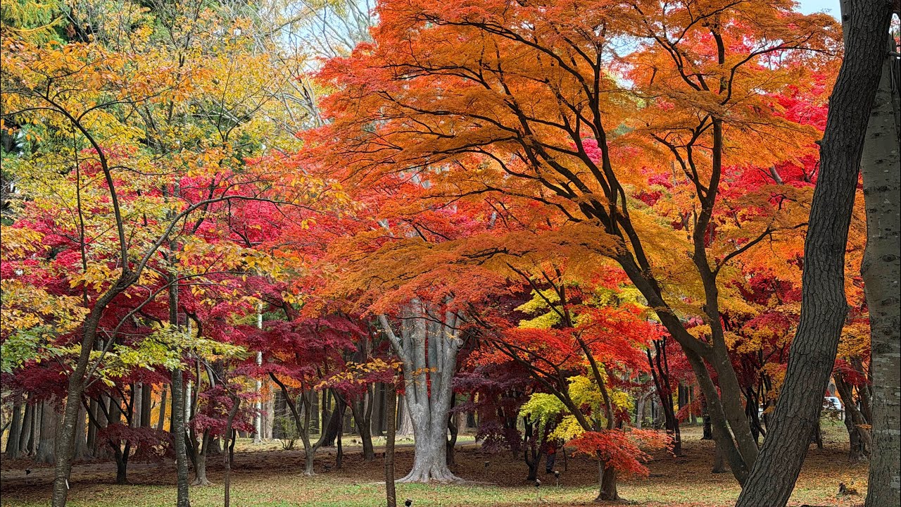 北海道 函館 香雪園の紅葉🍁を見よう 2025.11.8