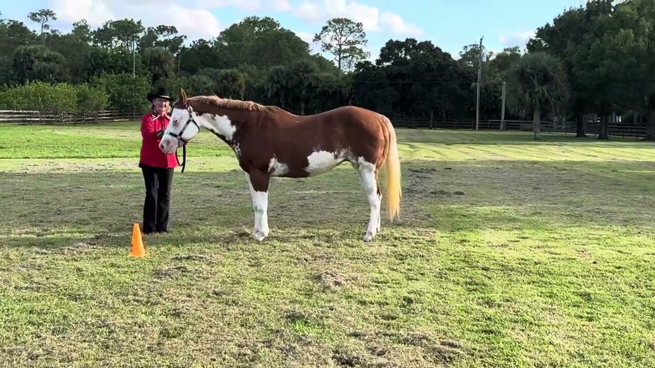 Bo Cromer & Sheza Zippin Image PAC CLASSES: HALTER MARES, PERFORMANCE HALTER MARES, OVERO COLOR