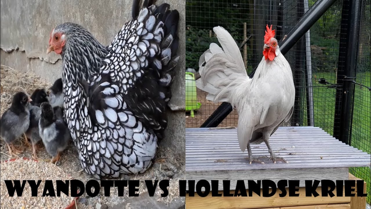 Wyandotte VS Hollandse Kriel