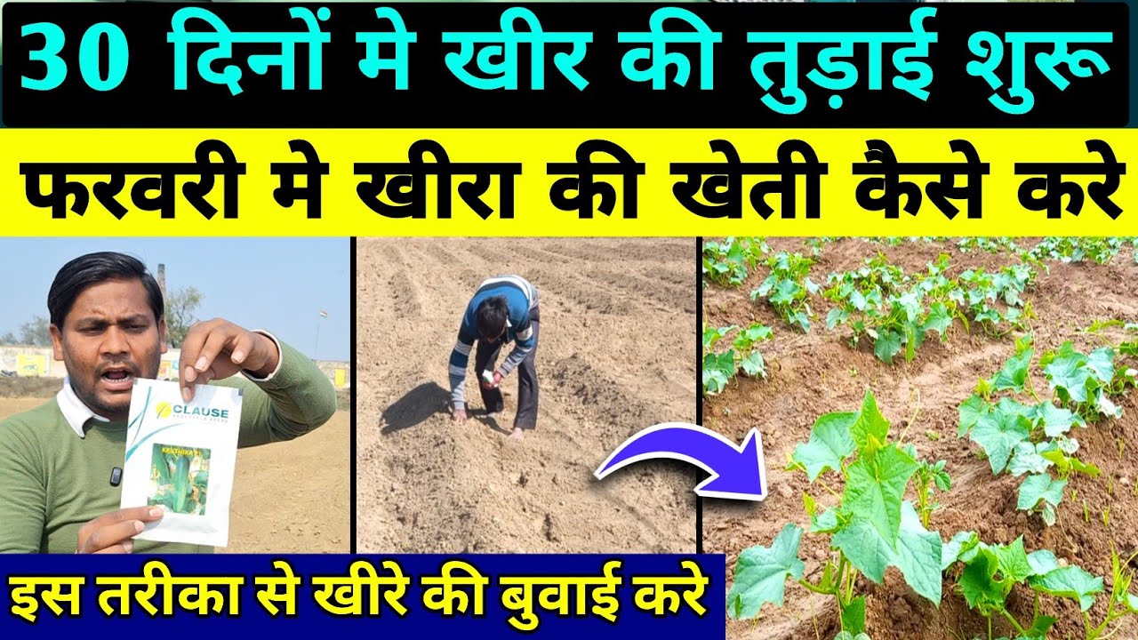खीरा की खेती कब और कैसे करें / खीरा की बुवाई कैसे करें | khire ki kheti kab kare / khire ki kheti