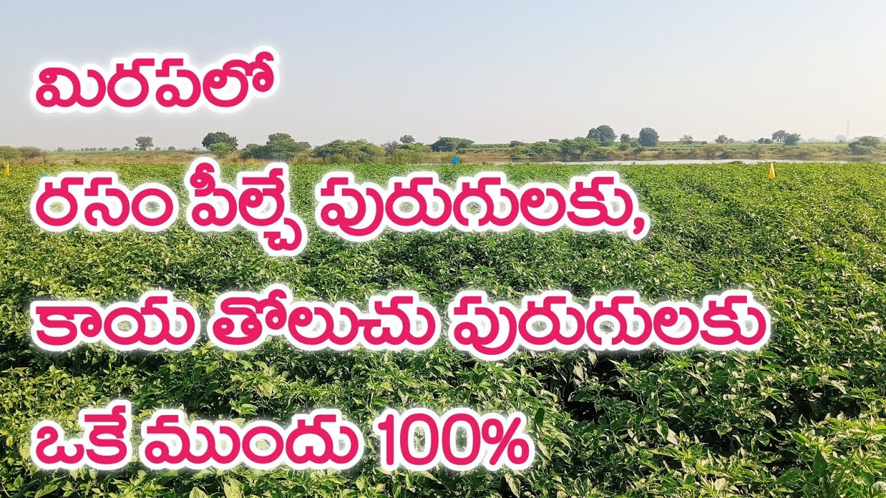 మిరపలో రసం పీల్చే పురుగులకు, కాయ తోలుచు పురుగులకు ఒకే ముందు | fmc marshal insecticide telugu marshal