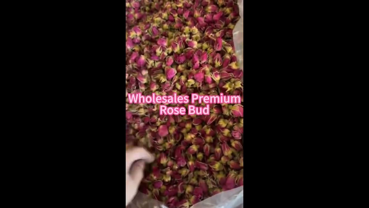 Wholesales Export standard  China Premium quality Rose Bud with low price. Welcome to Inquiry