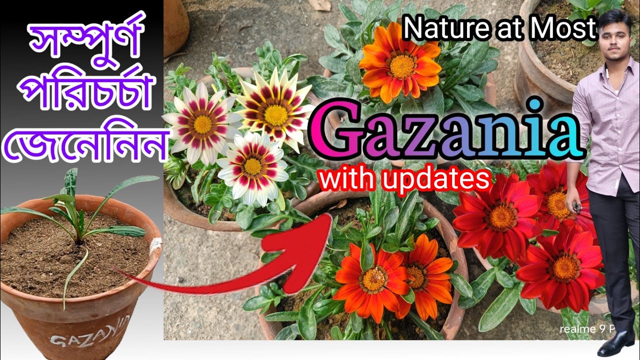 Gazania গাছে ফুল ভরিয়ে ফেলার সহজ উপায় | Gazania plant care video | winter season plant bengali |