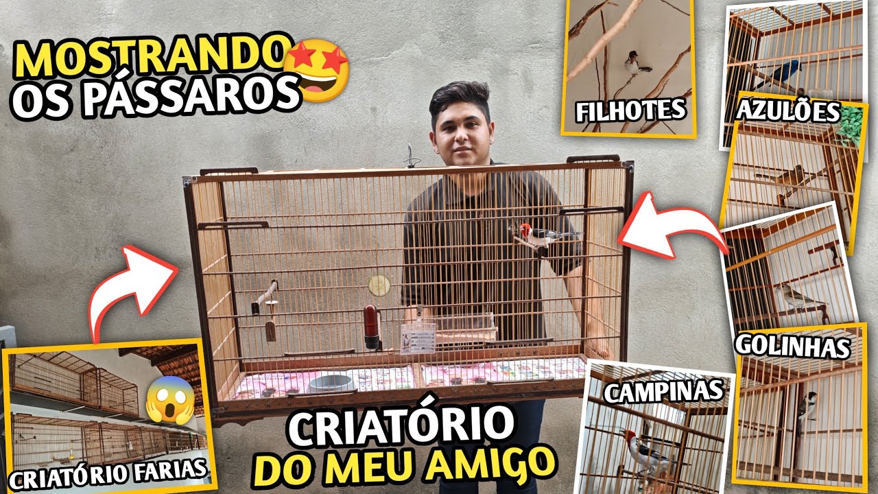 🤩 VISITANDO O CRIATÓRIO DO MEU AMIGO | MOSTREI TODOS OS PÁSSAROS QUE ELE CRIA!!! (Criatório Farias) 