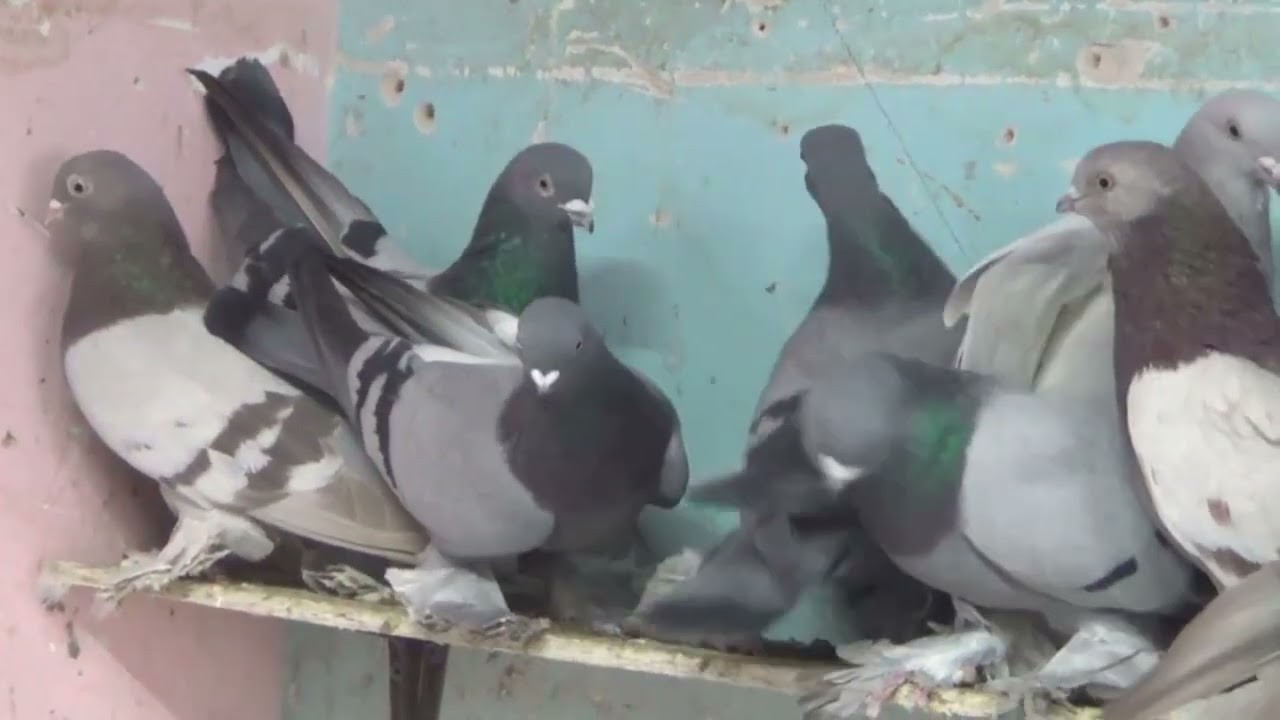 СРЕДНЕ - АЗИАТСКИЕ ГОЛУБИ АНСАРА.