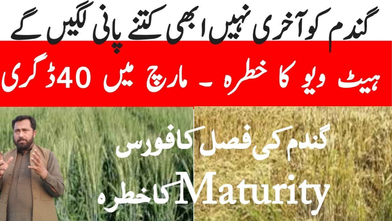 How to Protect  wheat from heat wave stress |Ghandum ko last pan?@realjongiurleo #wheat #crop