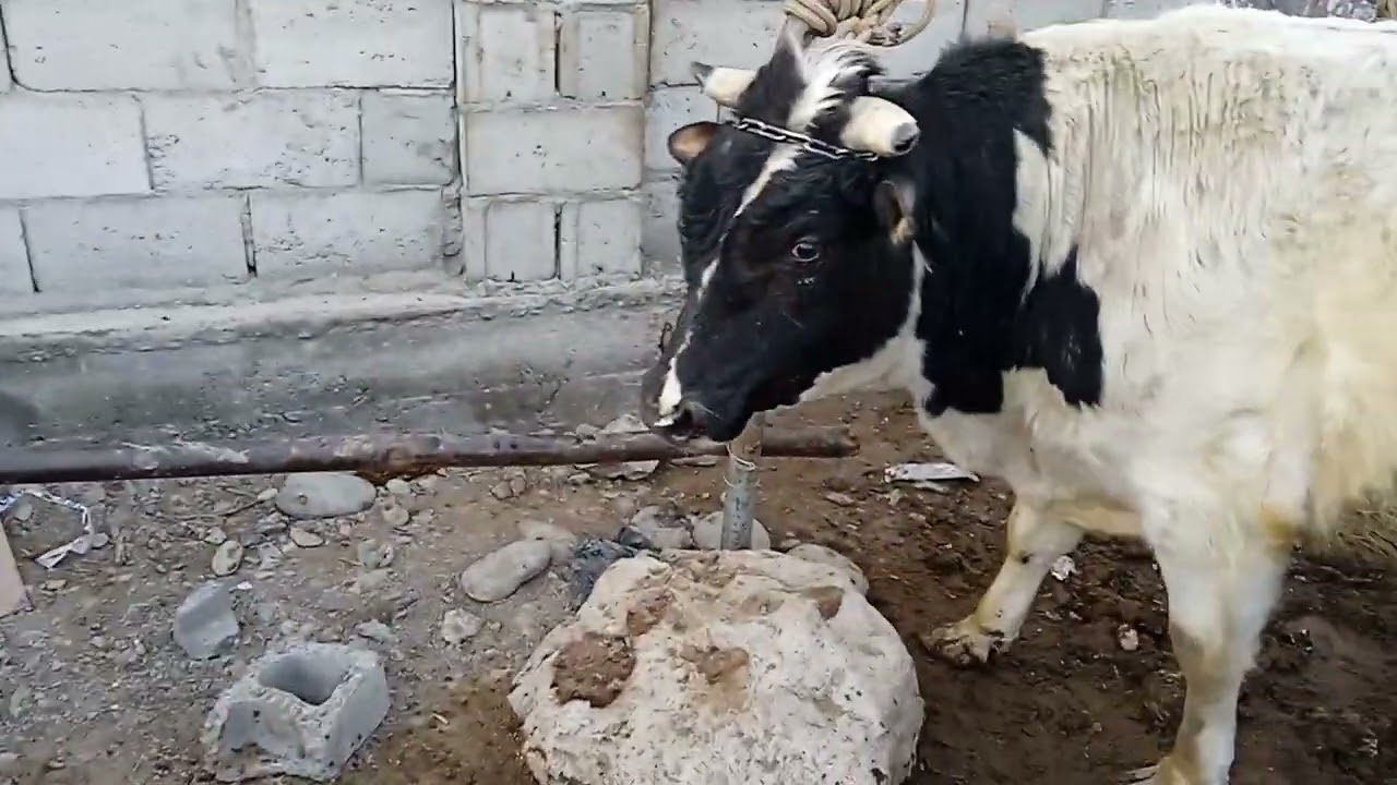 СУХ ТУМАНИ ТУЛЬ К-ГИ МОЛ БОЗОРИ.