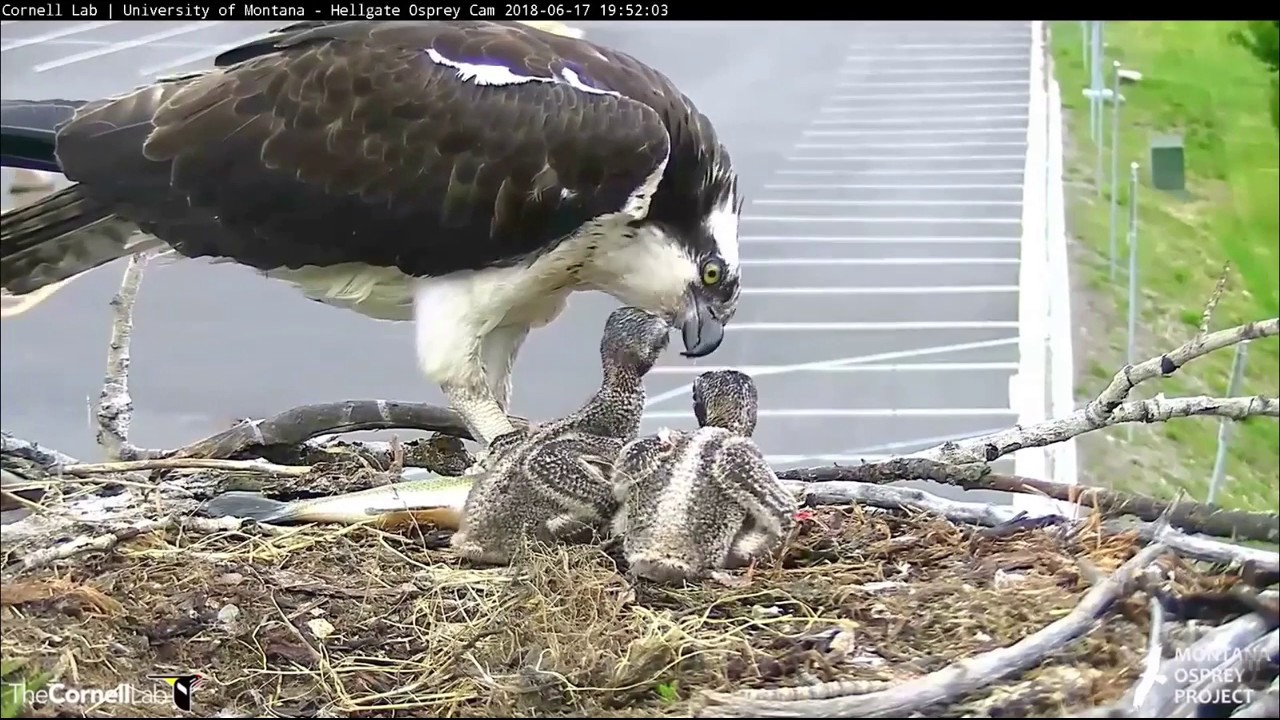 Hellgate ospreys MT  6 17 18 739pm Louis does it again with another large fish delivery