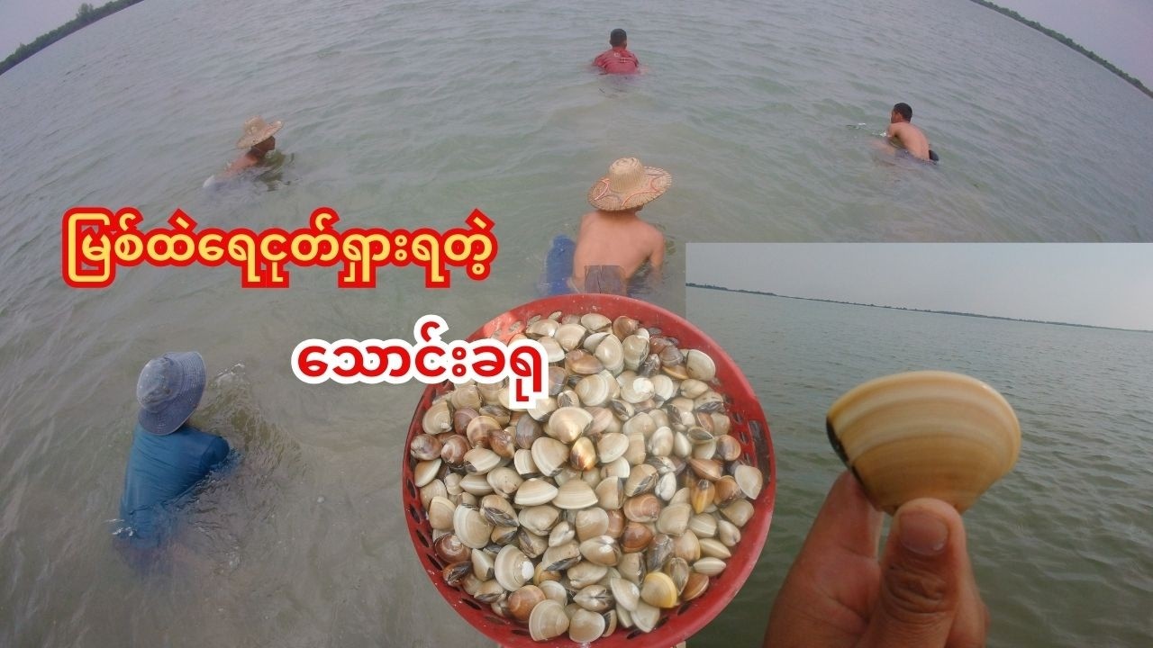 မြစ်ထဲရေငုတ်ရှားရတဲ့ သောင်းခရု
