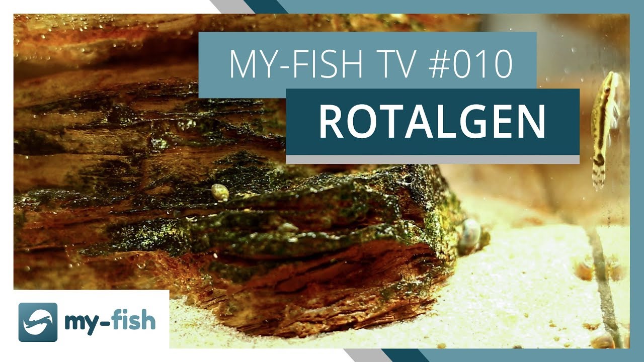 Rotalgen im Aquarium | Wie du gegen Pinselalgen, Bartalgen & Co. vorgehst | my-fish TV