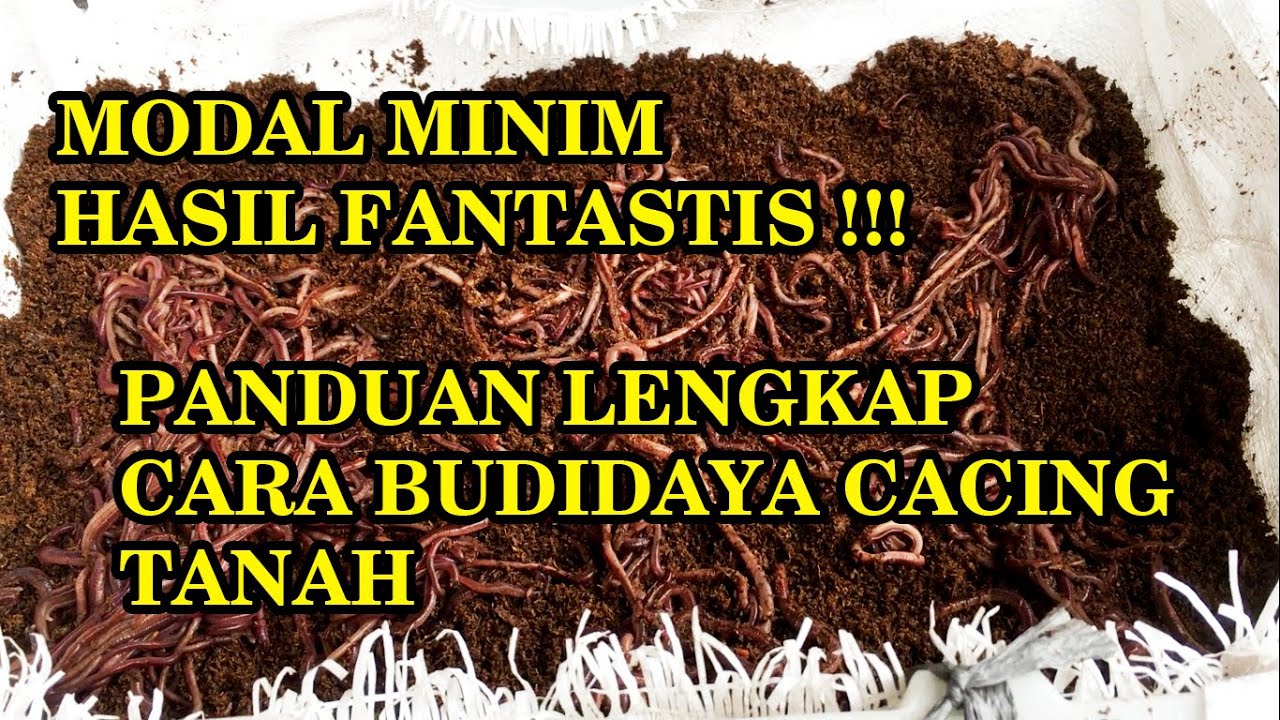 BISNIS BUDIDAYA CACING TANAH SKALA RUMAHAN. MODAL MINIM HASIL FANTASTIS !! HOW TO START A WORM FARM?