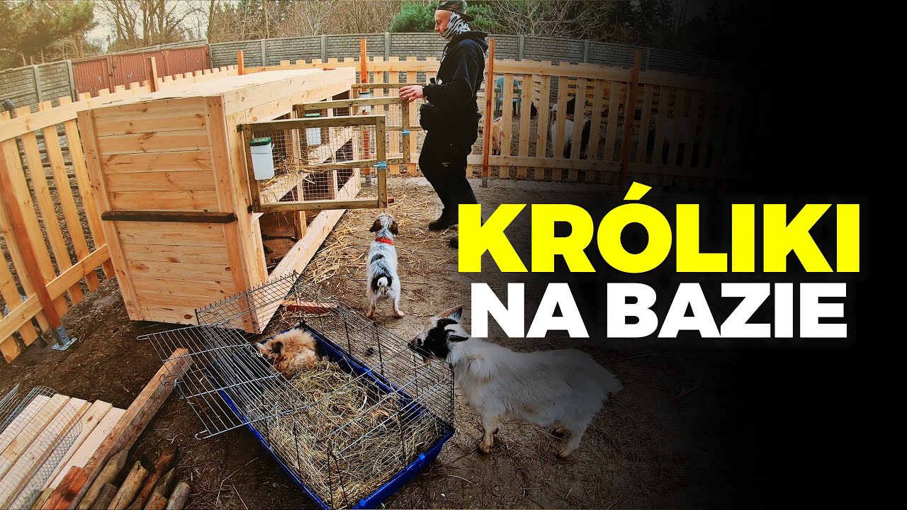 🐰 WPUŚCIŁEM KRÓLIKI 🐰 karzełki TEDDY w nowej klatce 🥕 MOJE MINI ZOO / odc. 341