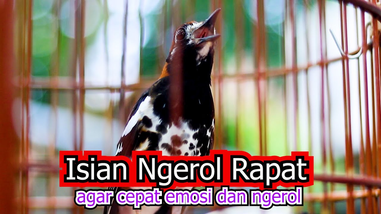ANIS KEMBANG NGEROL RAPAT, EFEKTIF BANGKITKAN EMOSI AK LOYO CEPAT EMOSI NGEROL