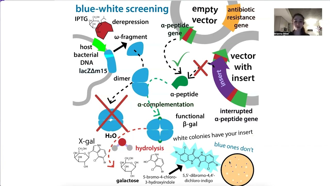 DH5&alpha; strains and a PSA to sequence your plasmids