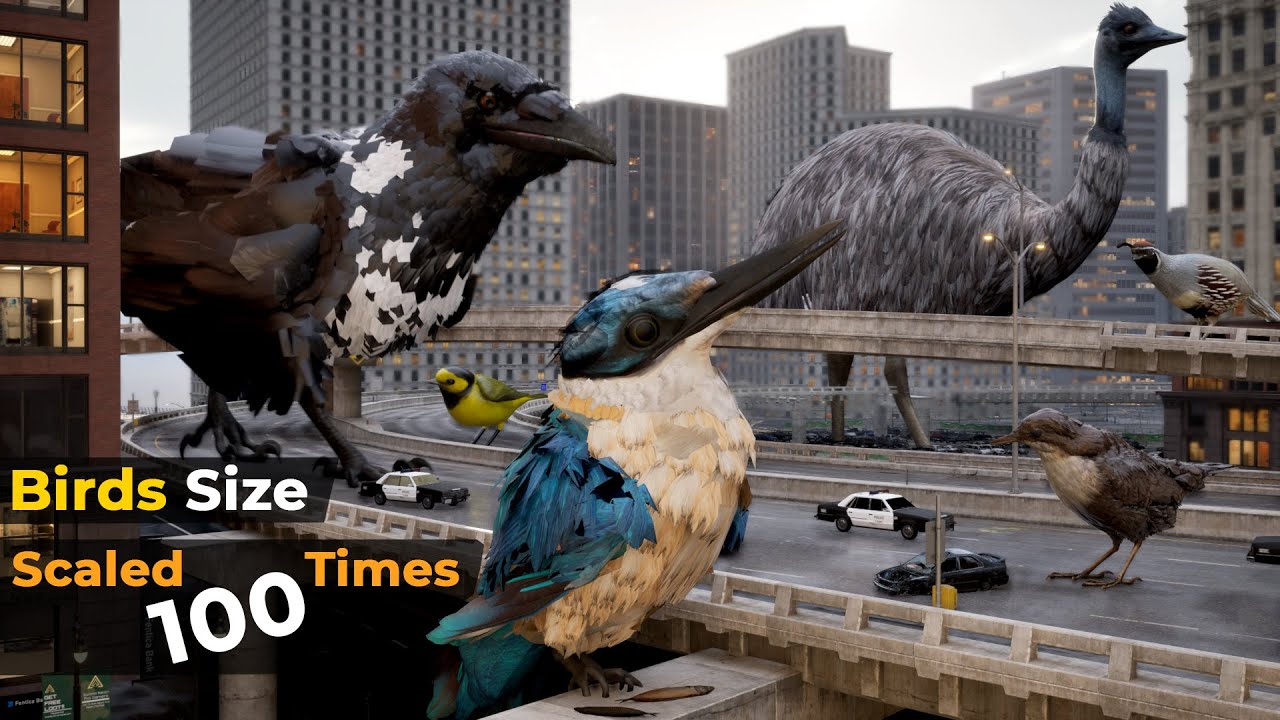 If Birds Size Increased to 100 Times | Imaginary Birds Size Comparison