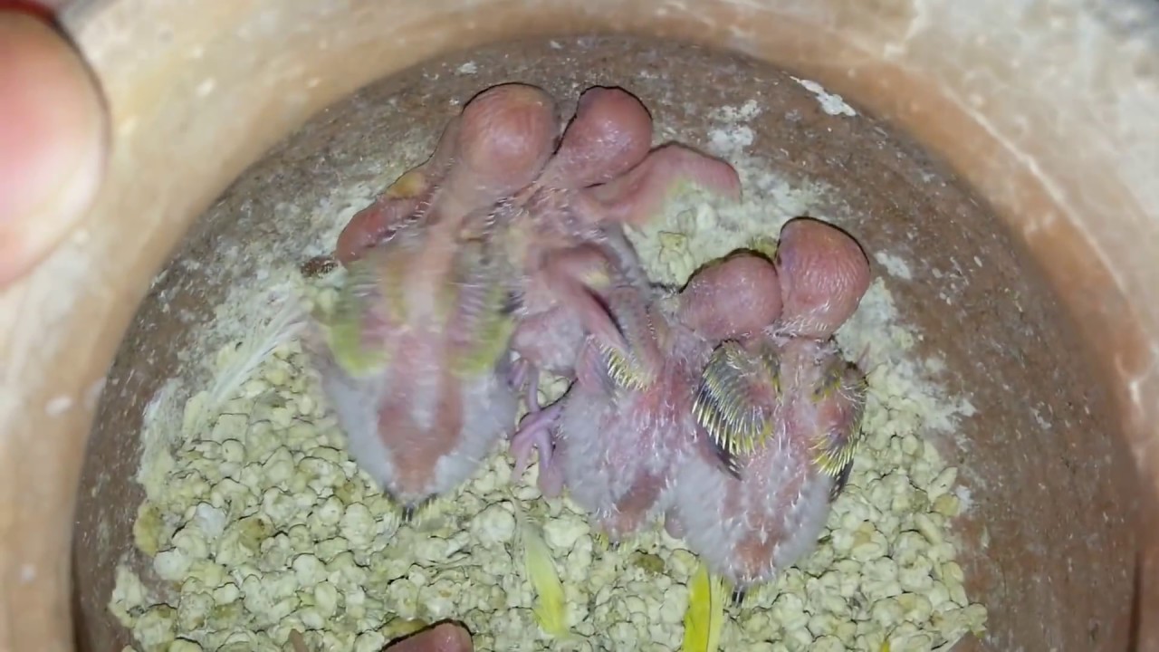 Fellow Parrots Progress video in Urdu/Hindi
