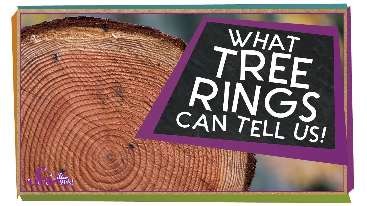 Life as a Tree!