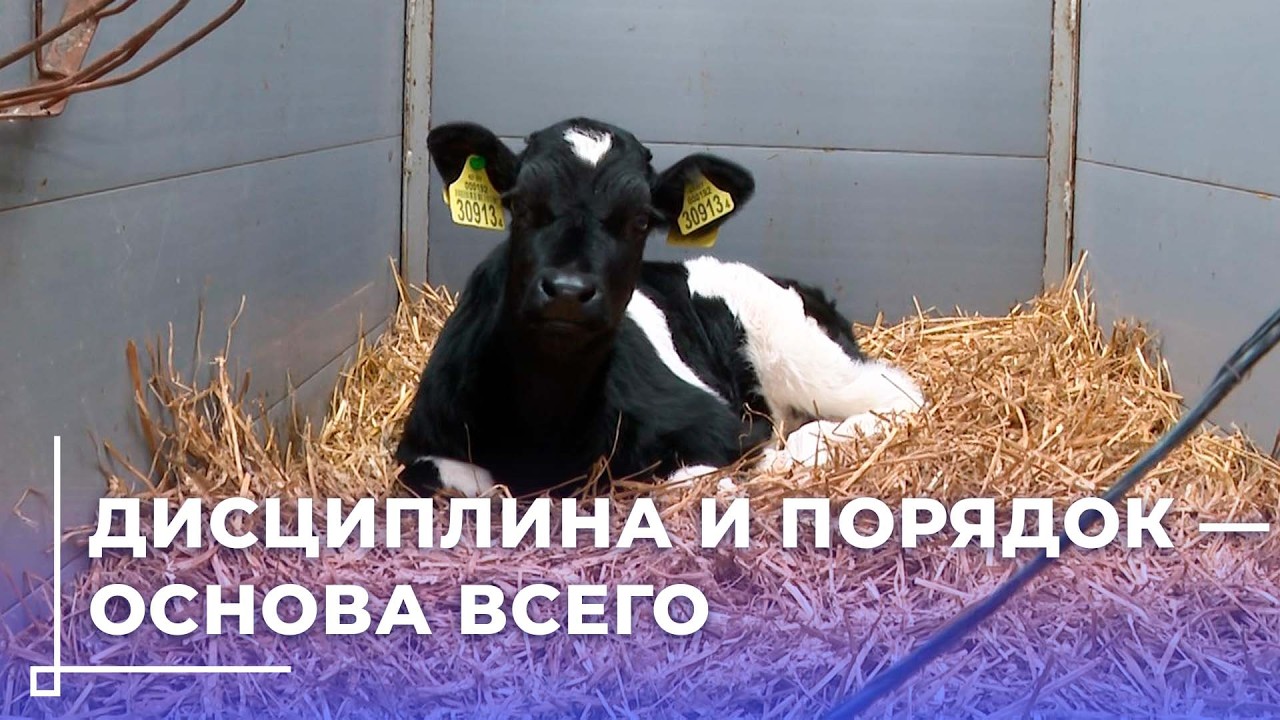 Хозяйский подход и контроль качества: как на МТК «Красулино» добились успеха в животноводстве?