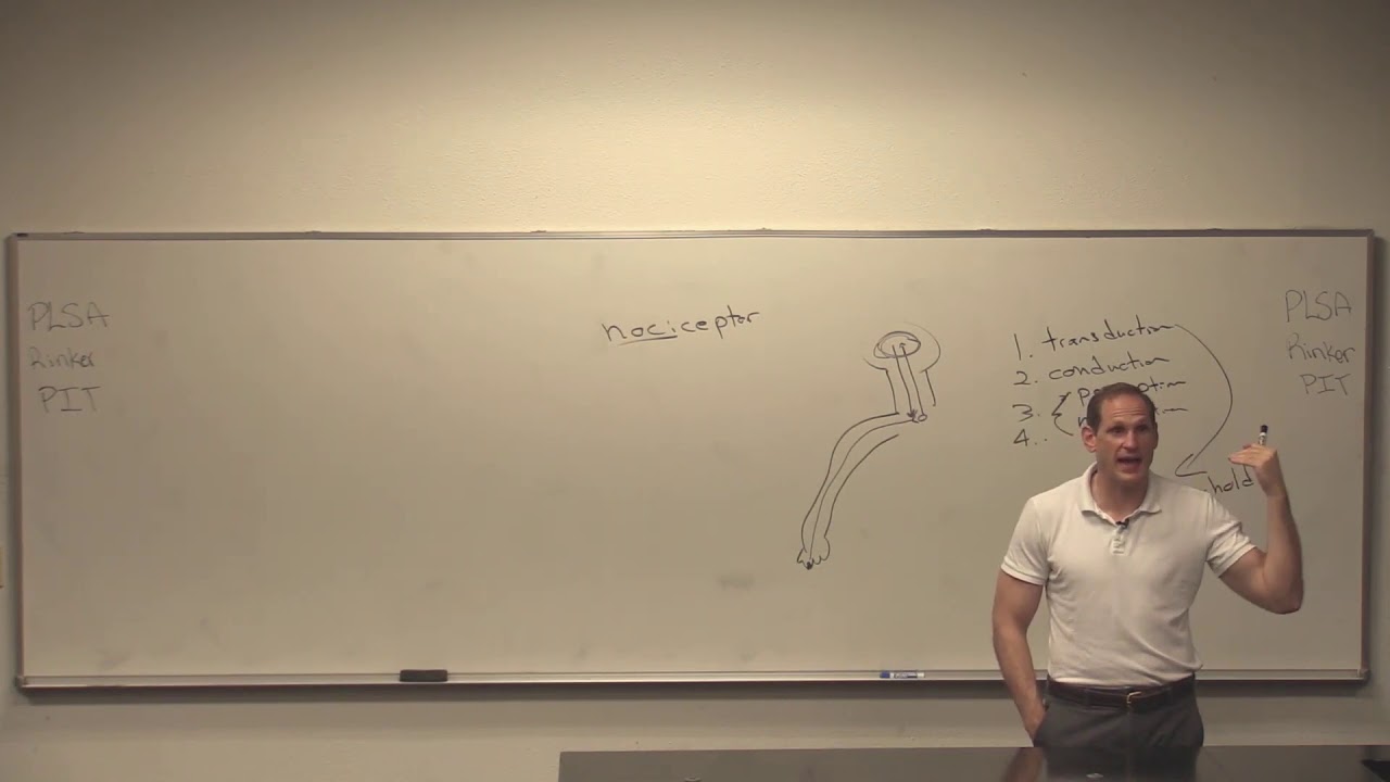 Pain Opioids Addiction NSAIDS | Nursing | Pathophysiology Pharmacology 1