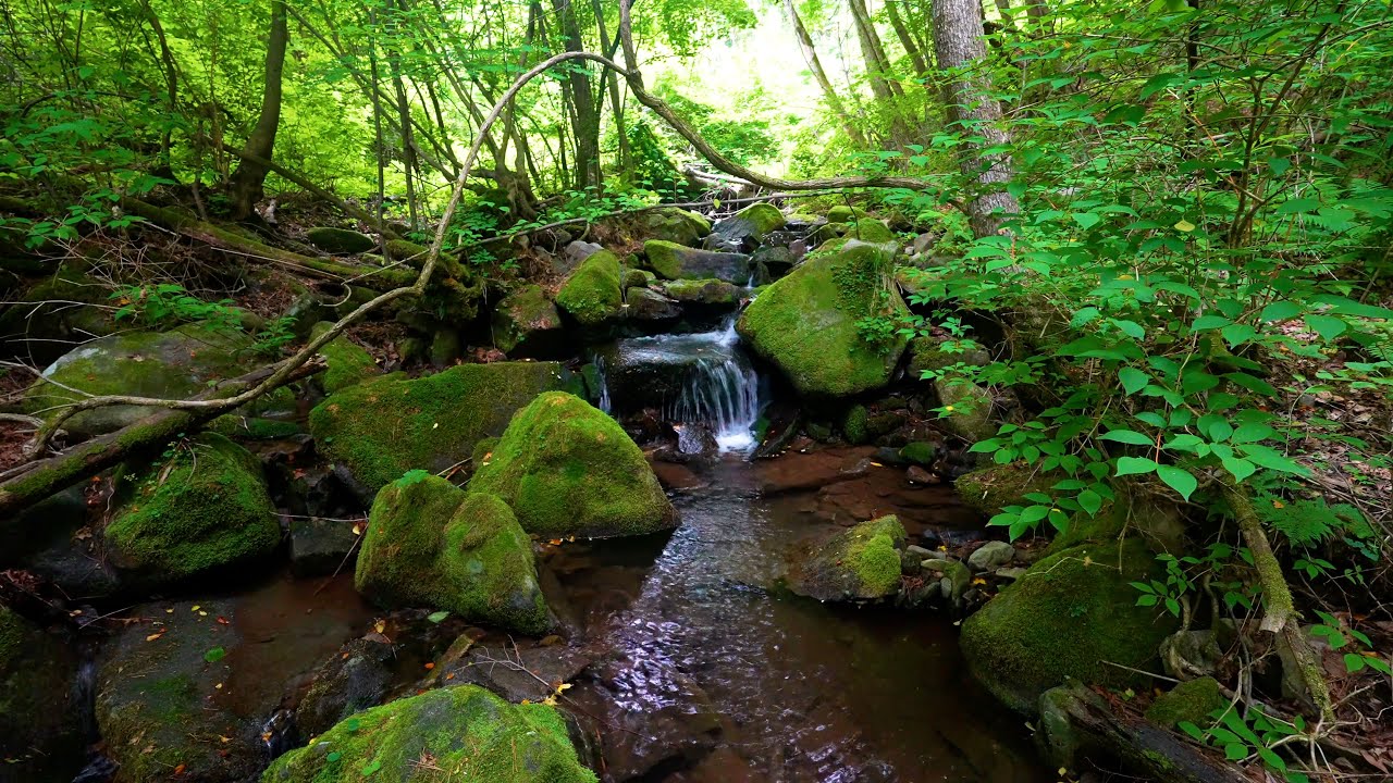 Calming Forest Sounds, Birds Chirping, Babbling Brook,  Nature Sounds, ASMR