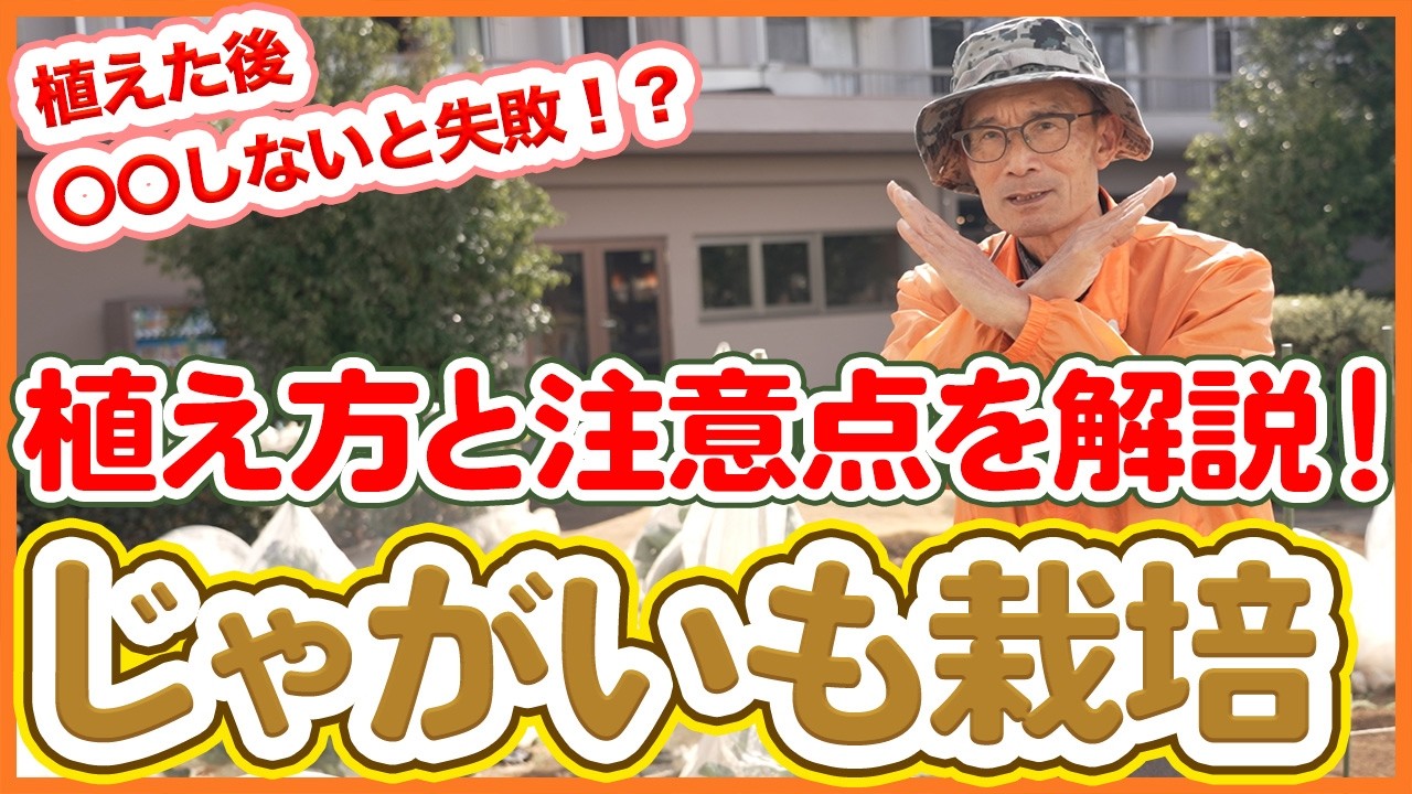 【じゃがいも栽培】収穫量が変わる！失敗しない植え方と重要ポイント【シェア畑】【農園ライフ】