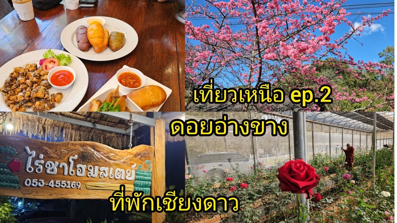 เที่ยวเหนือ ep.2 ดอยอ่างขาง ที่พักเชียงดาว