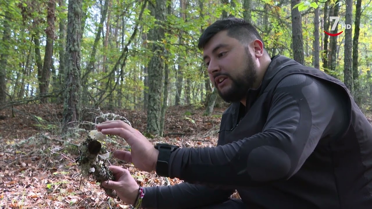 Marginadas, de porcelana y cornudas... las setas del Valle de Sabero | Naturaleza viva