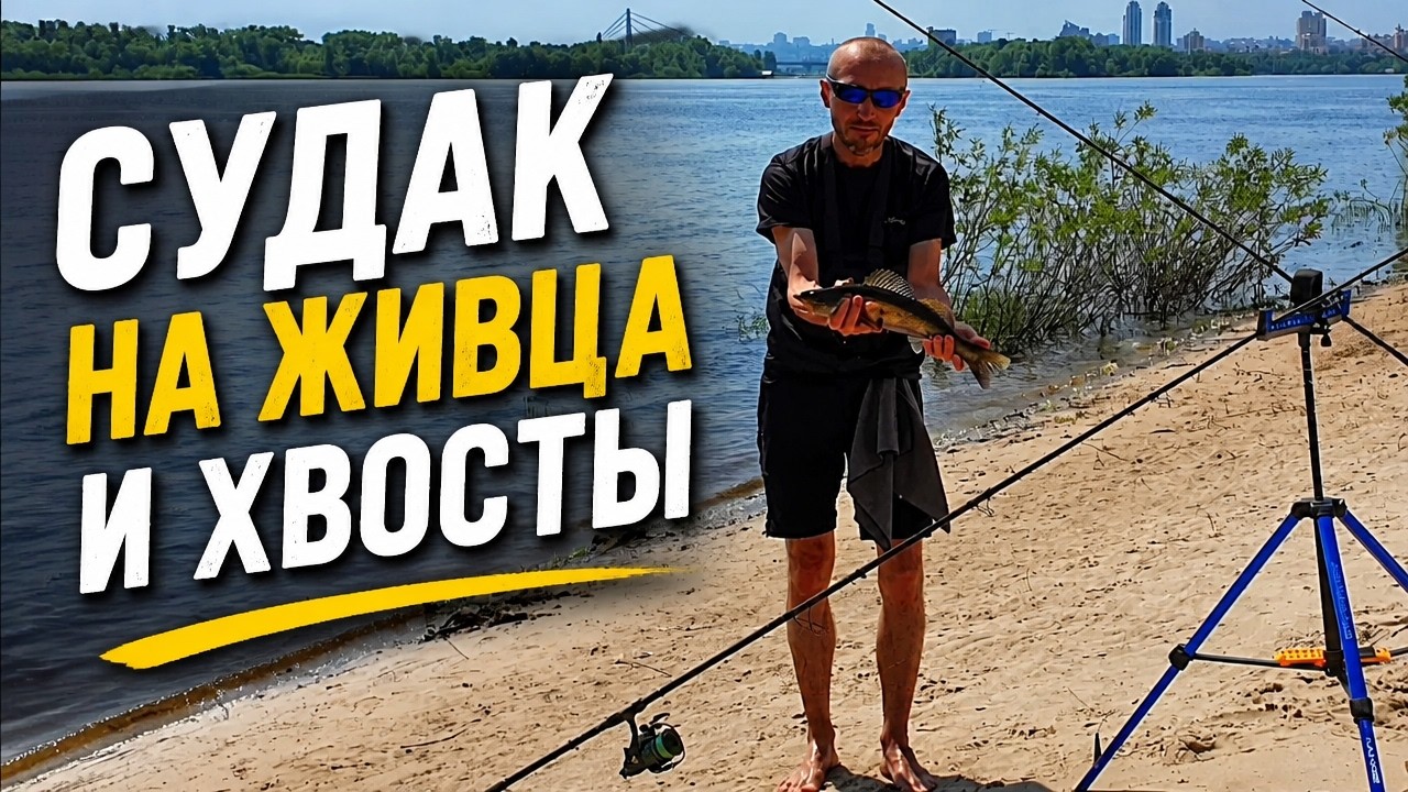 Судак на Живца и Хвосты / Ловля на Донки с Берега / Видеоотчет Июнь 2024