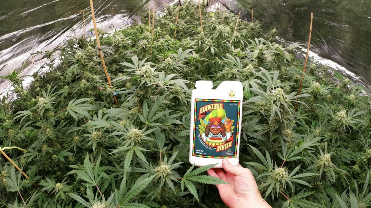 45 Cannabis Plants Amazing Bud Structure & Great Uniformity Week 8 Flower Update