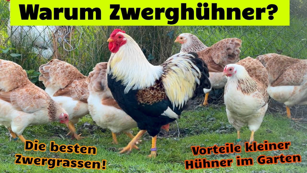 Warum Zwergh&uuml;hner? Wieso das Zwerghuhn im Garten das bessere Huhn ist + Die besten Zwerghuhn-Rassen