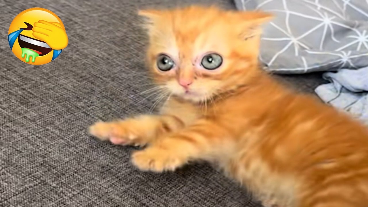Your Cat Is Judging You | Internet Cats