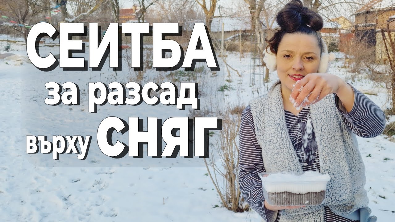 Зимен метод за сеитба на разсад: когато снегът помага