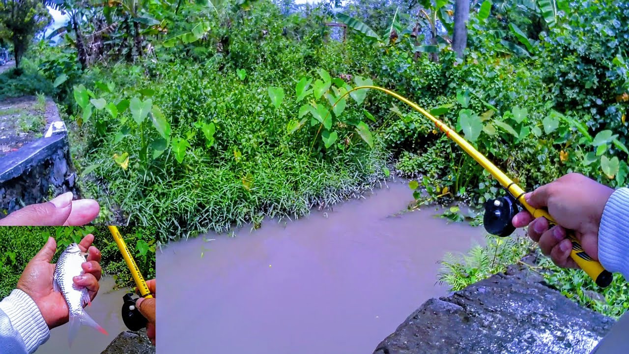 kali kecil pinggir jalan yang di huni banyak ikan!!