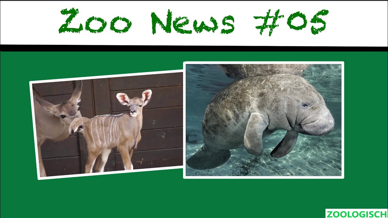 Seekühe für Duisburg und Baby-Boom im Zoo Berlin | Zoo News #5 | ZOOCEMBER #20