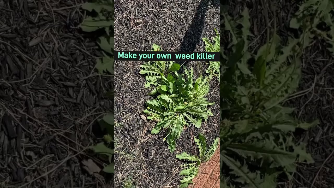 Easy DIY Weed Killer: An Effective Solution Recipe in Comments